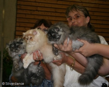 Silverdance litter